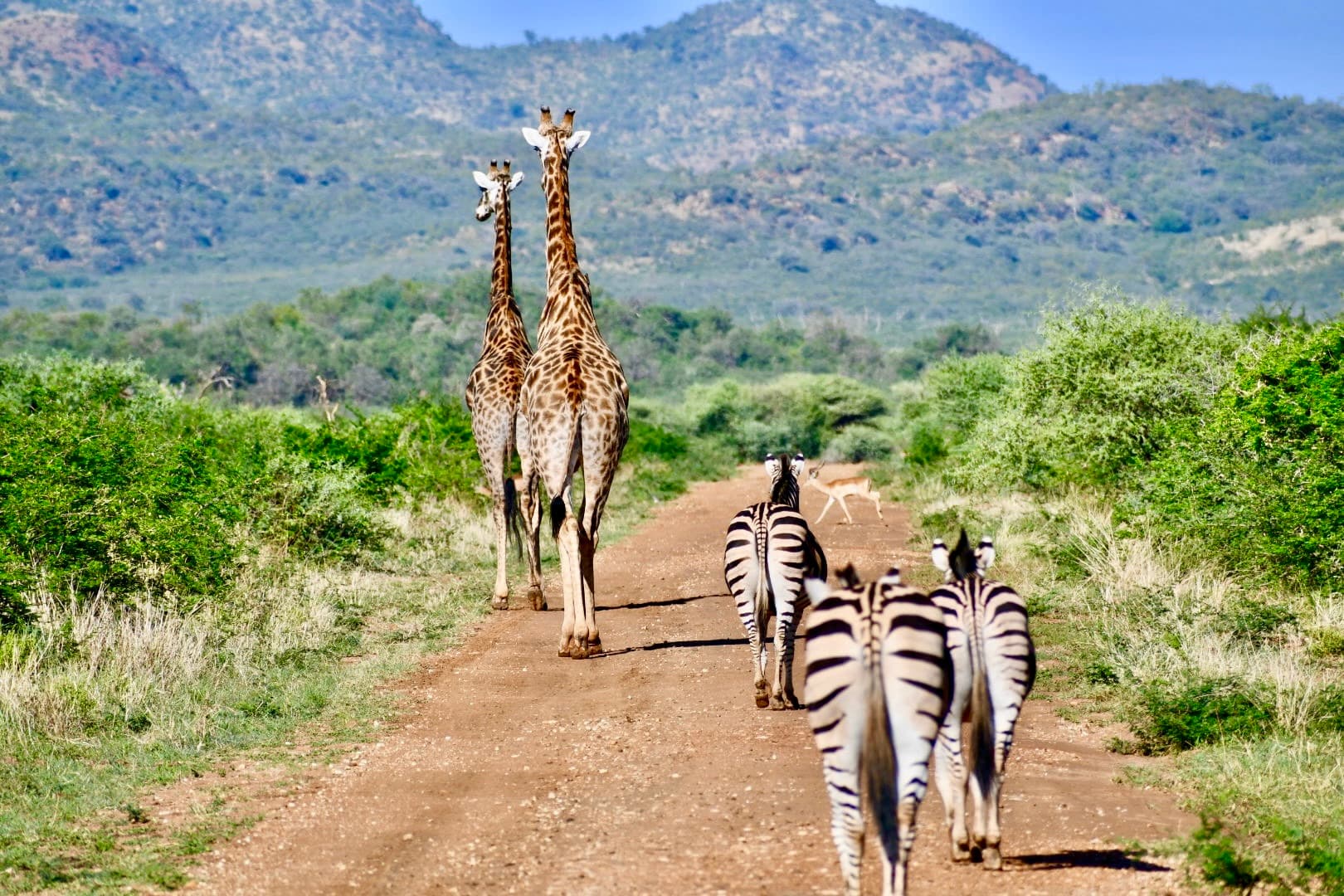 Giraffes and zebras sharing a dirt road in the African bush