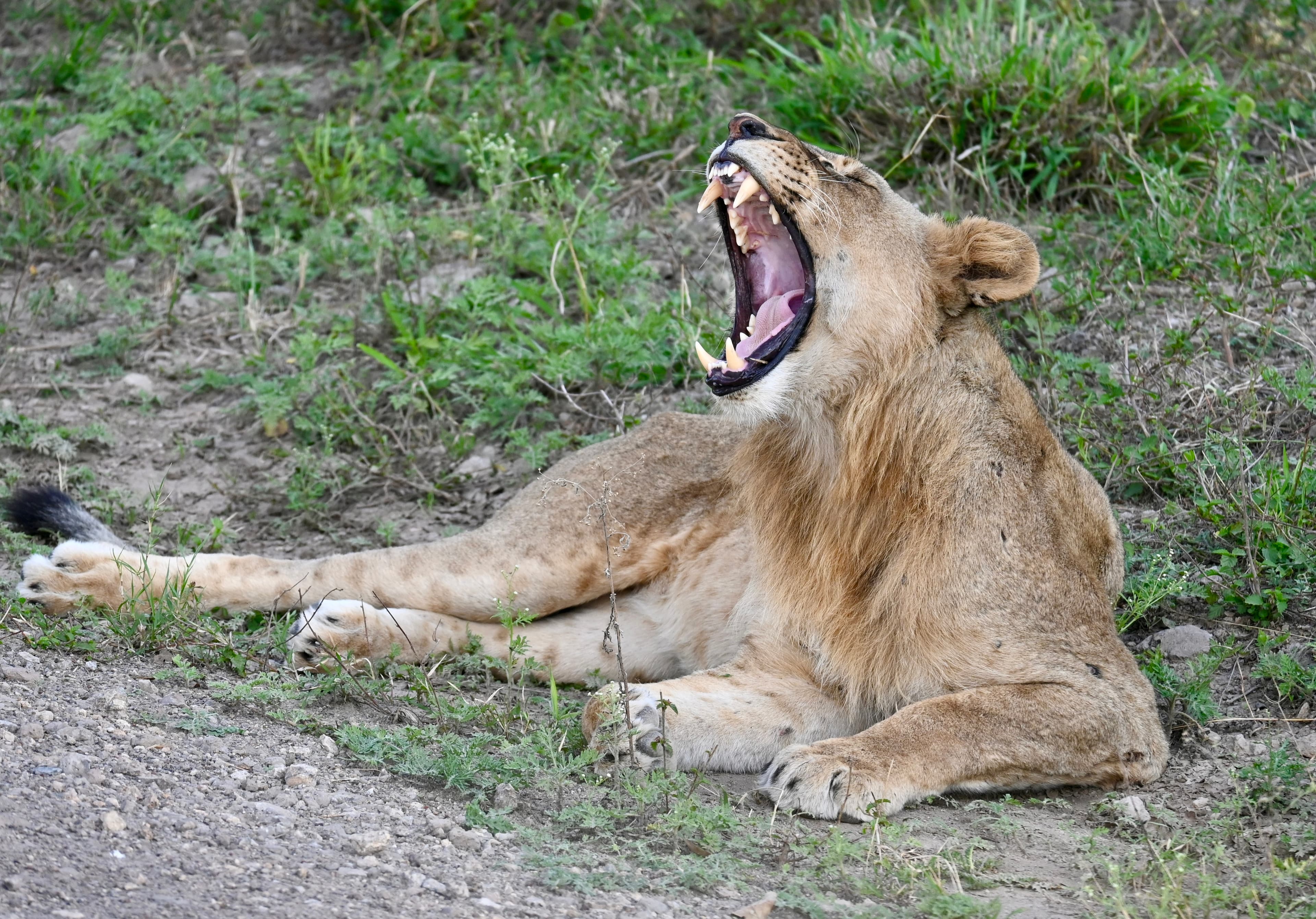 Lioness yawning on the African savanna