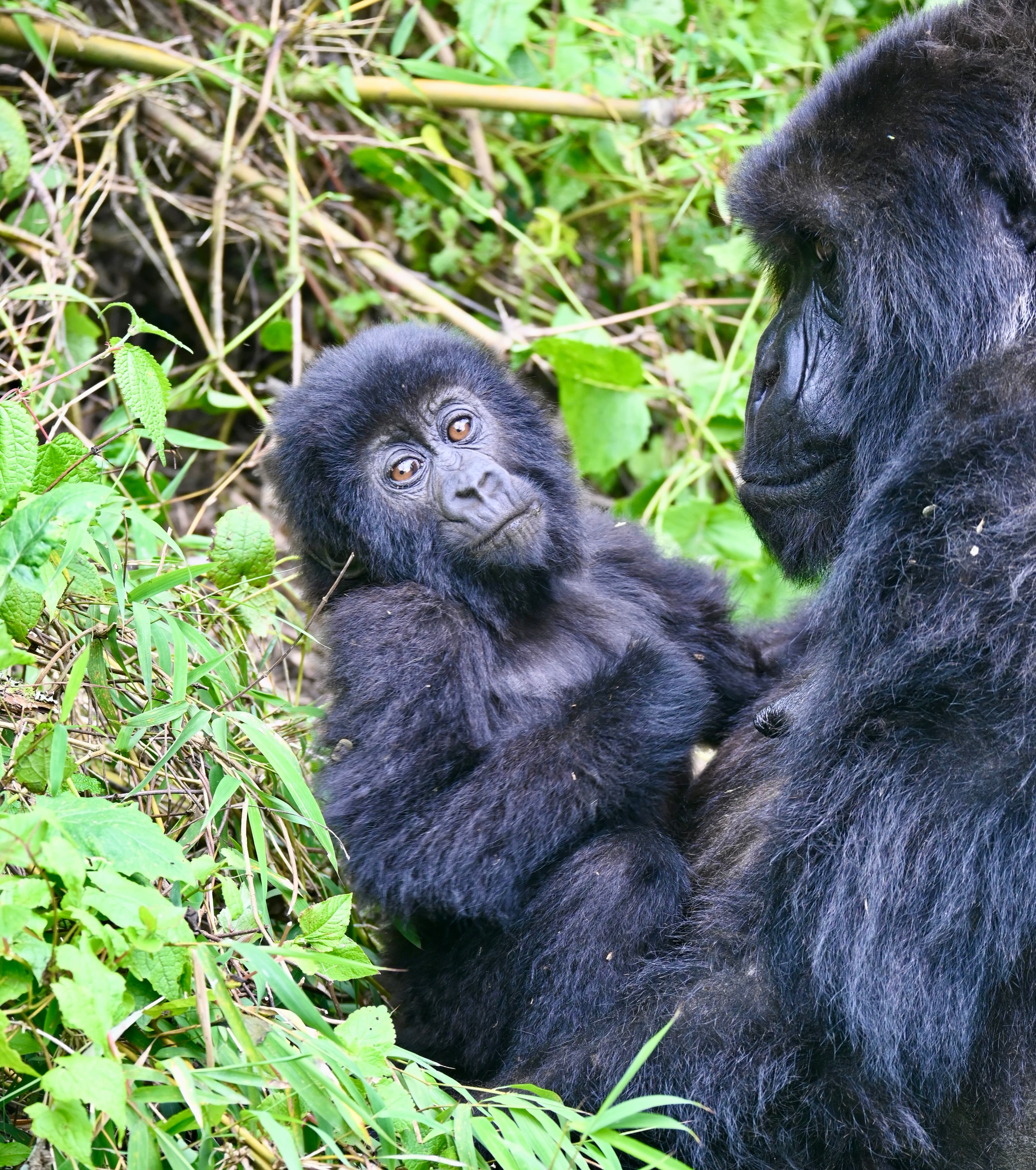 Baby mountain gorilla peering from behind its mother, Rwanda
