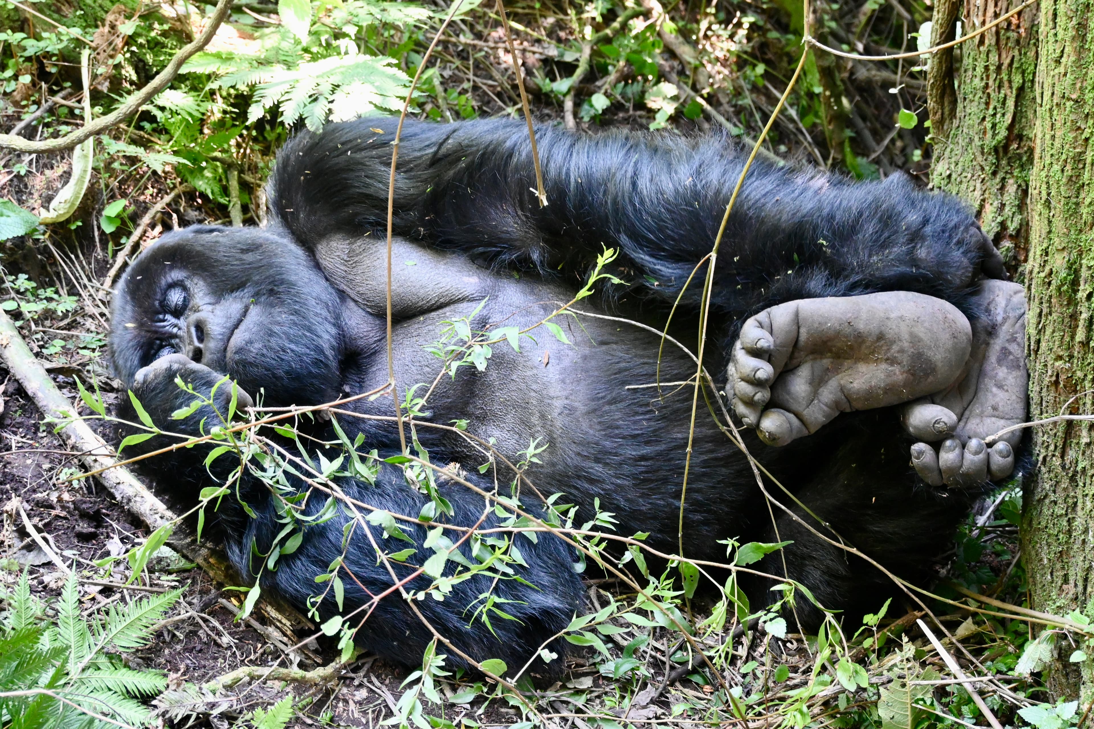 Mountain gorilla sleeping in forest undergrowth, Rwanda