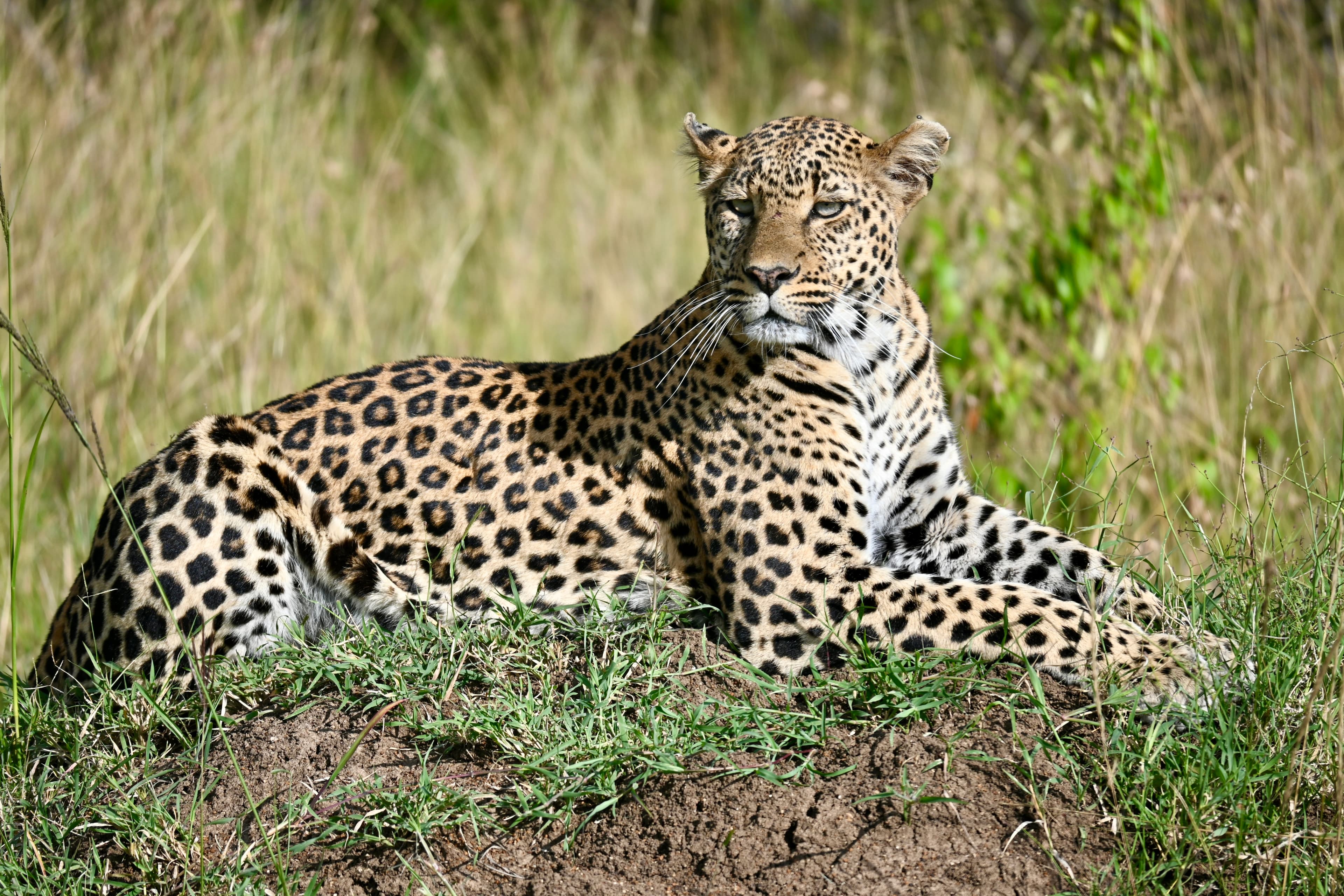 Leopard resting and looking alert in the savanna grass