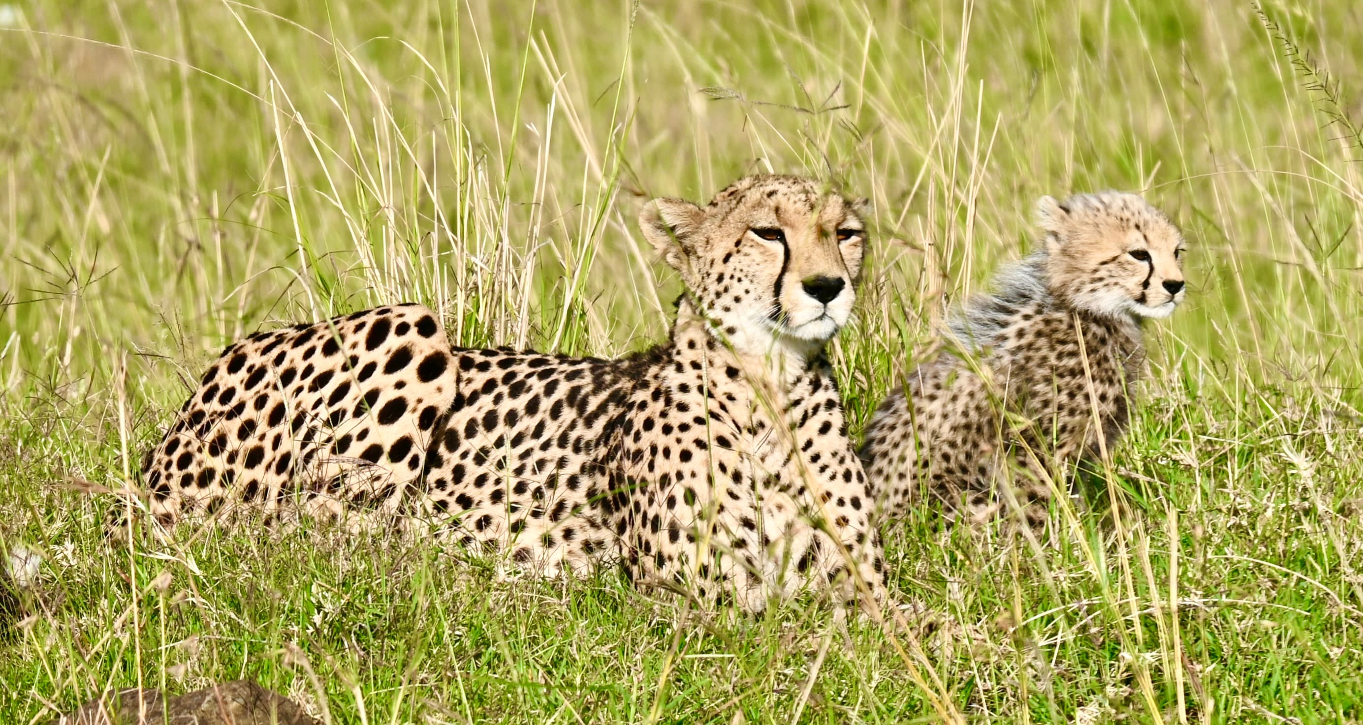 Cheetah mother and cub resting together in the grass