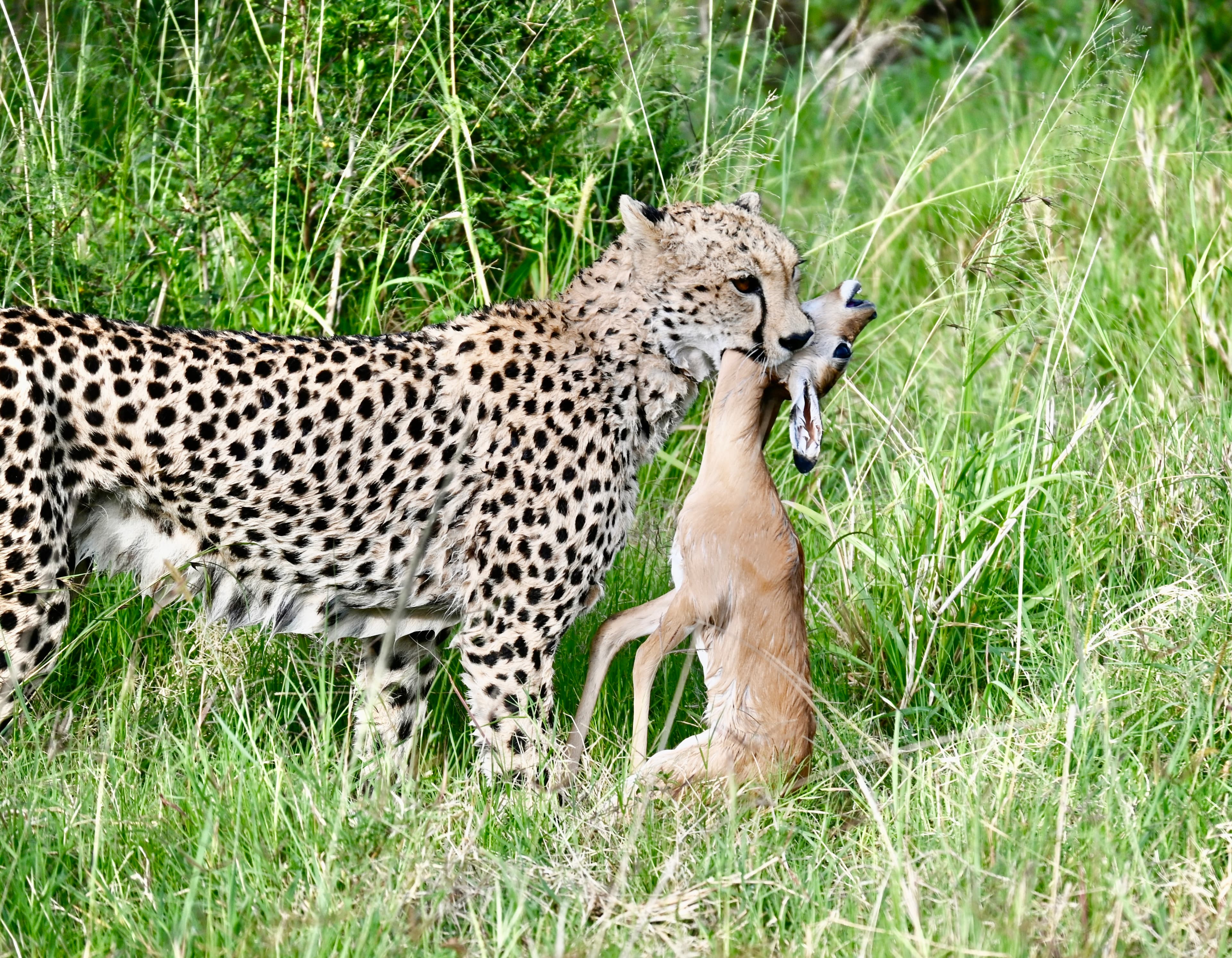 Cheetah carrying prey through tall grass