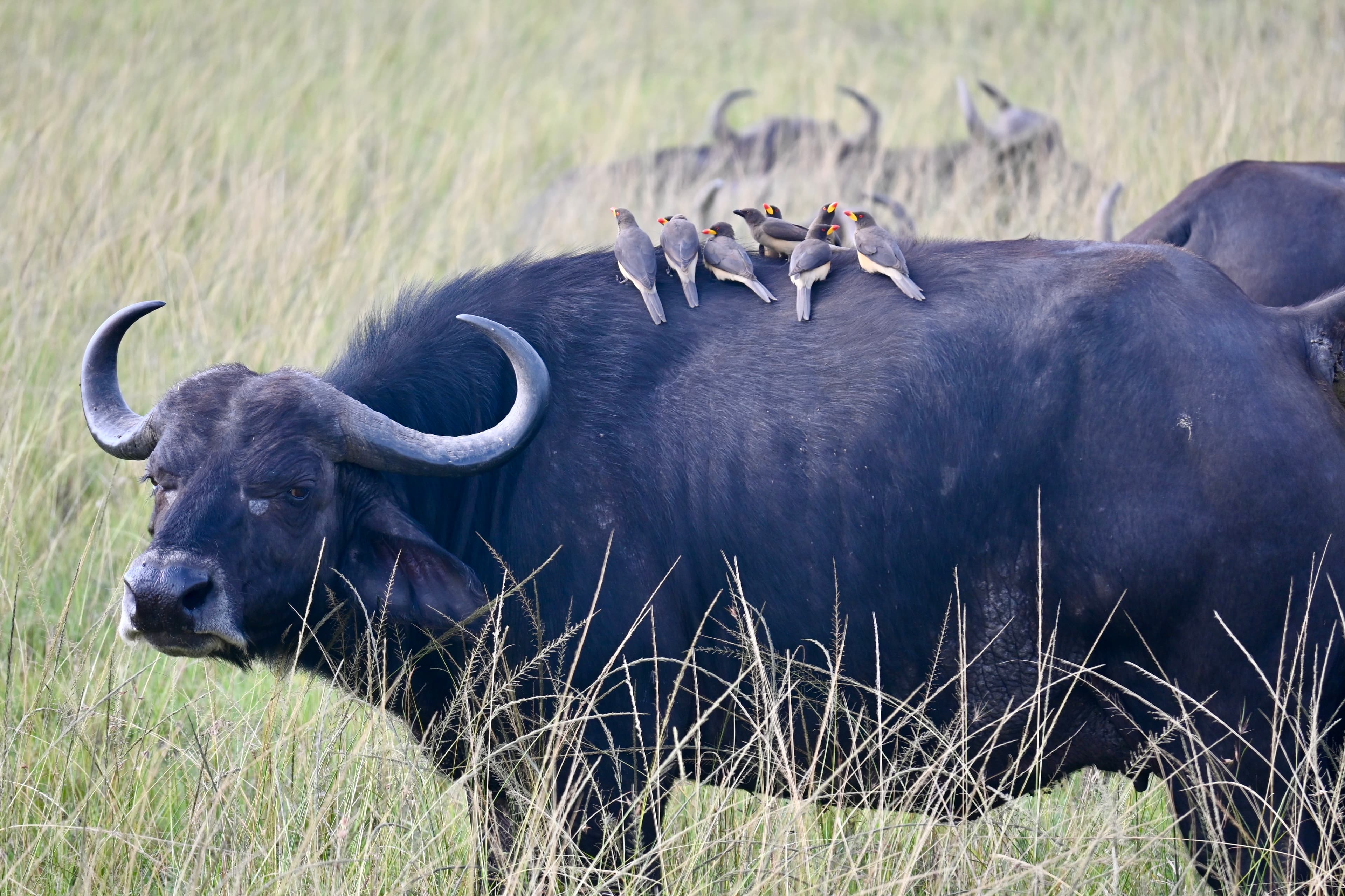 Cape buffalo with oxpecker birds riding on its back