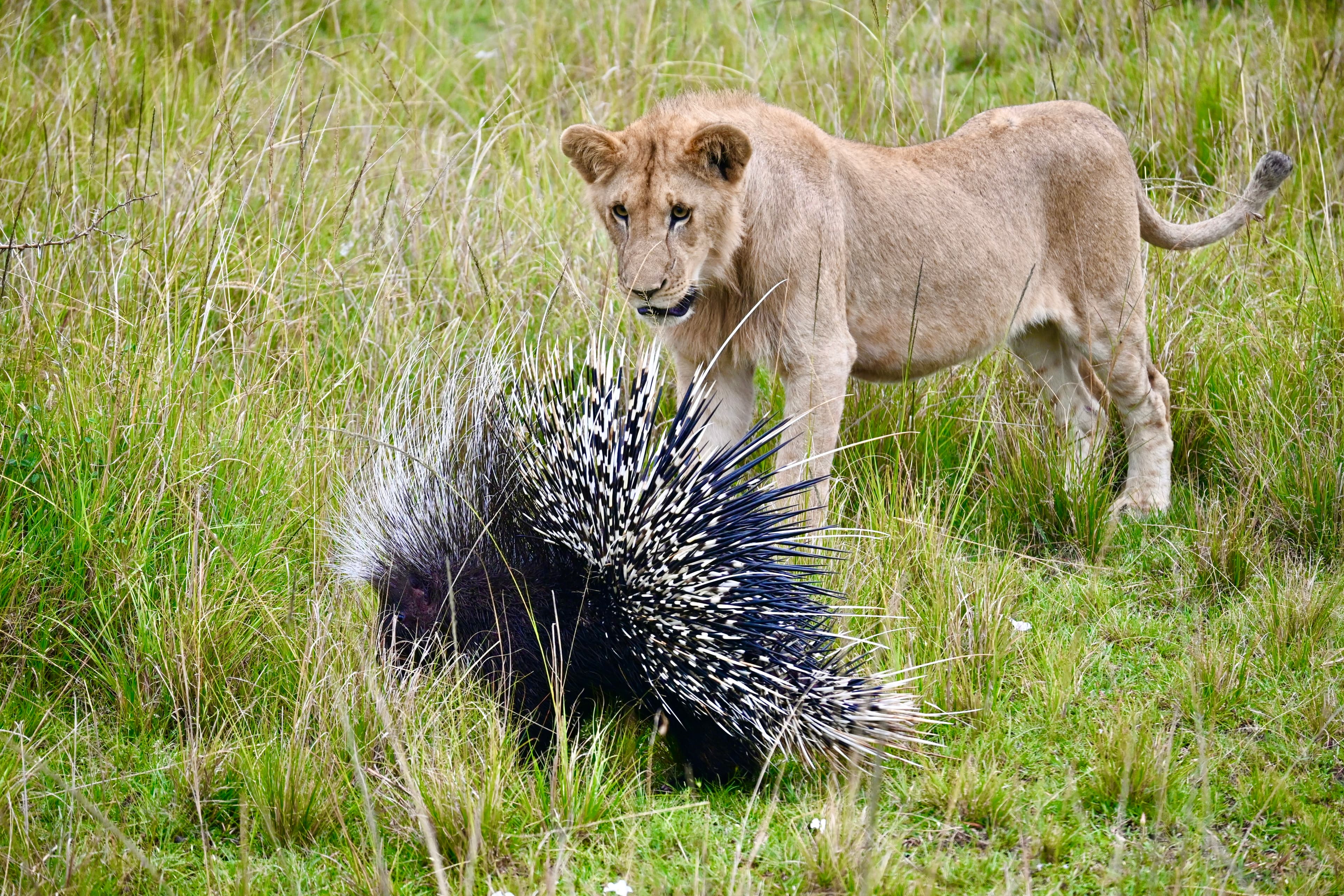 Young lion investigating a porcupine in tall grass