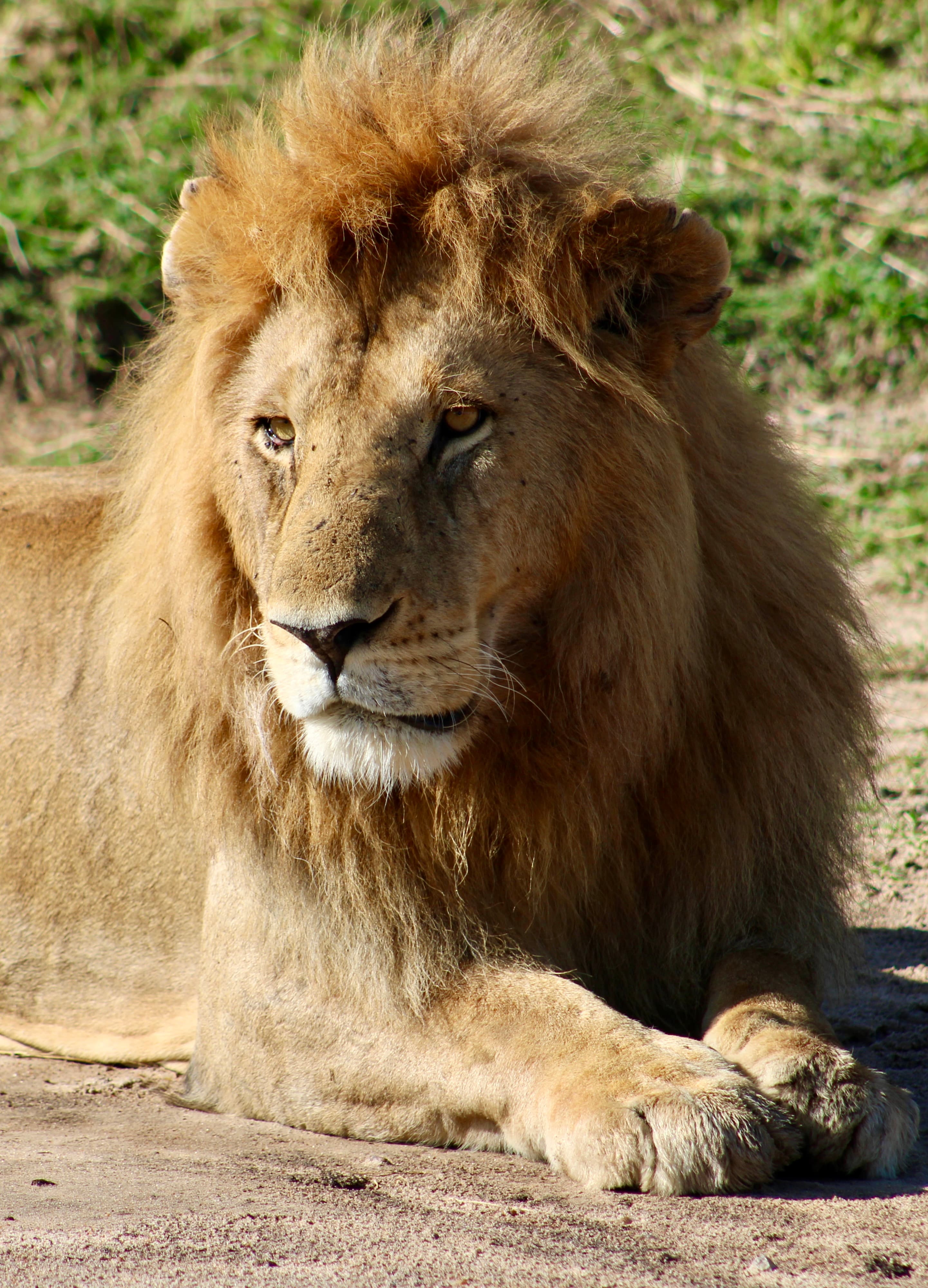 Male lion resting, portrait close-up, African savanna