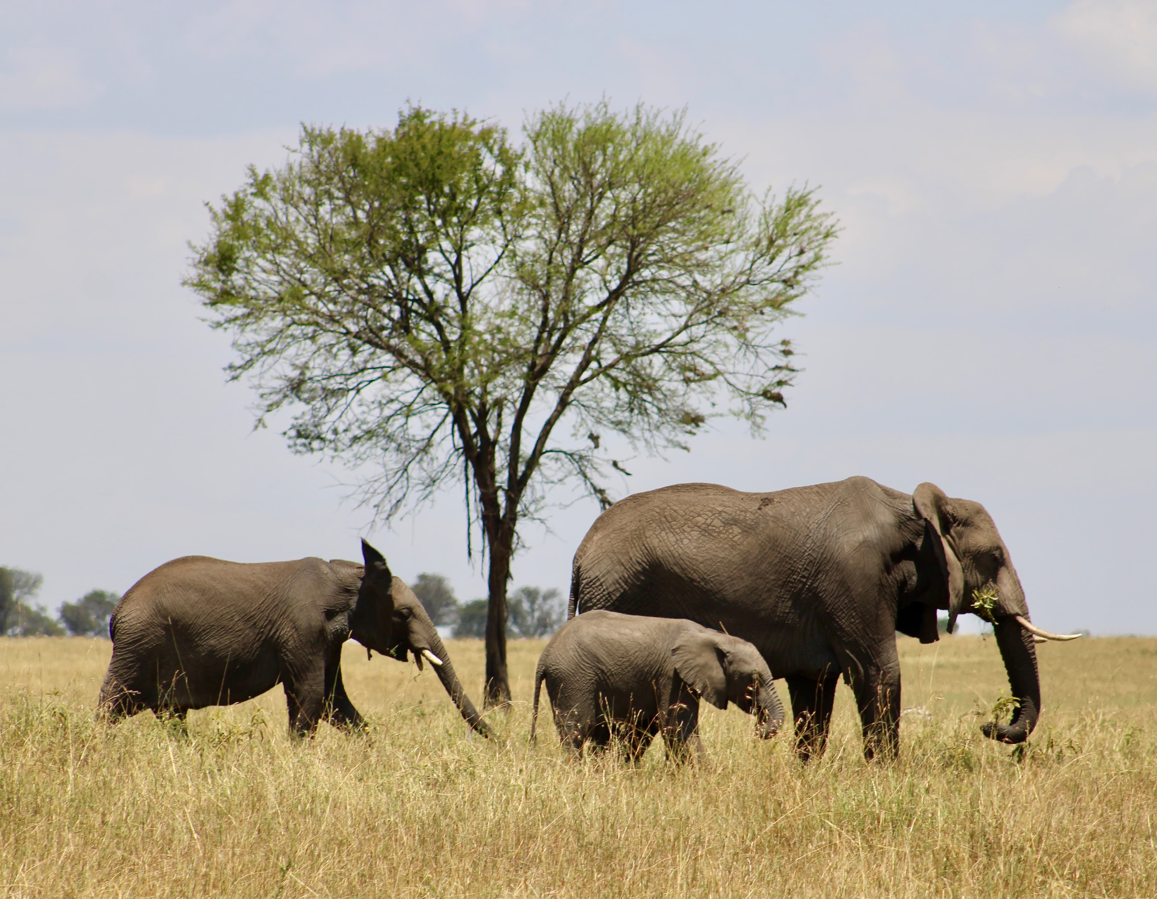 Elephant family — mother, juvenile, and calf — crossing the savanna