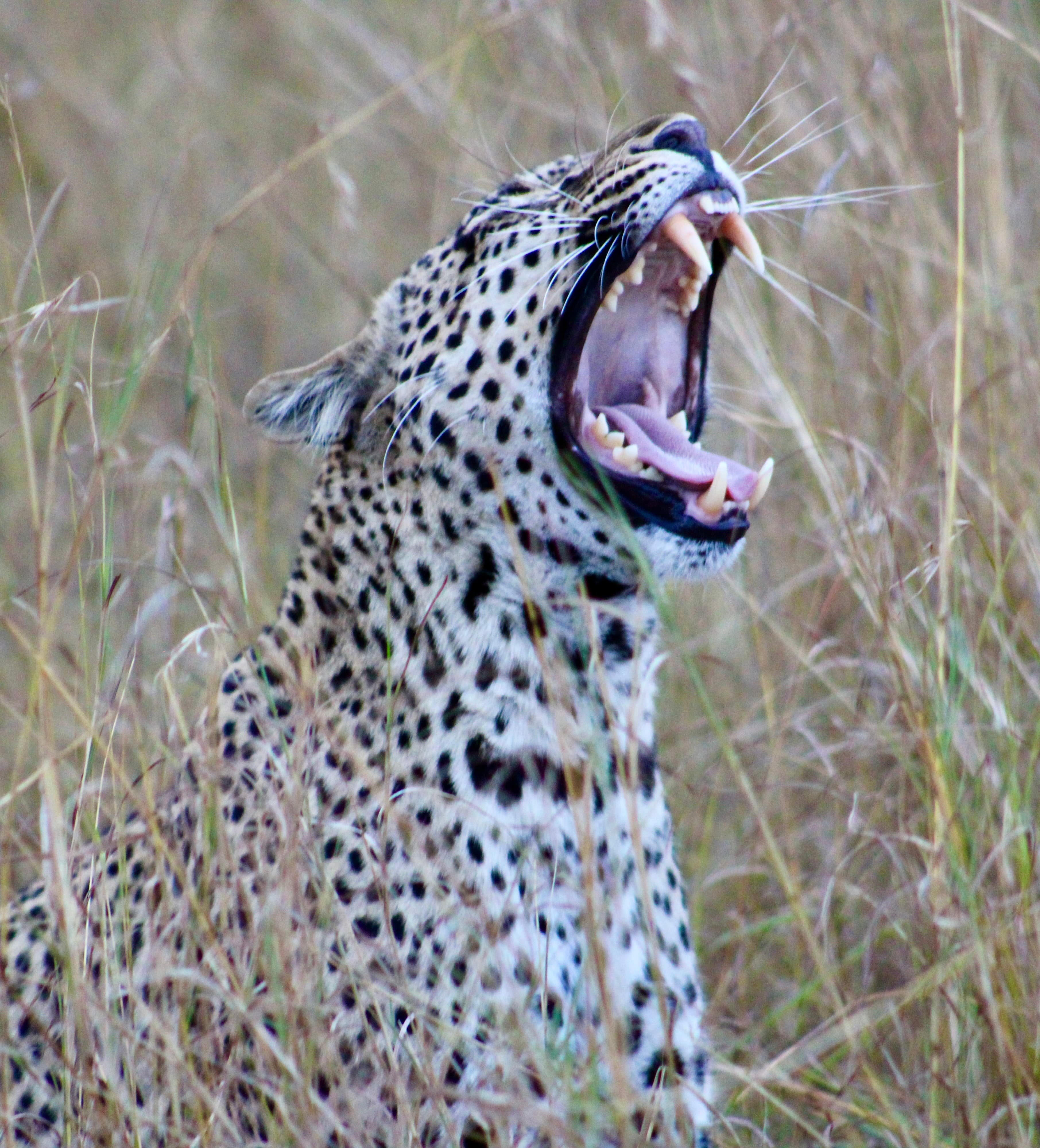 Leopard roaring in tall dry grass