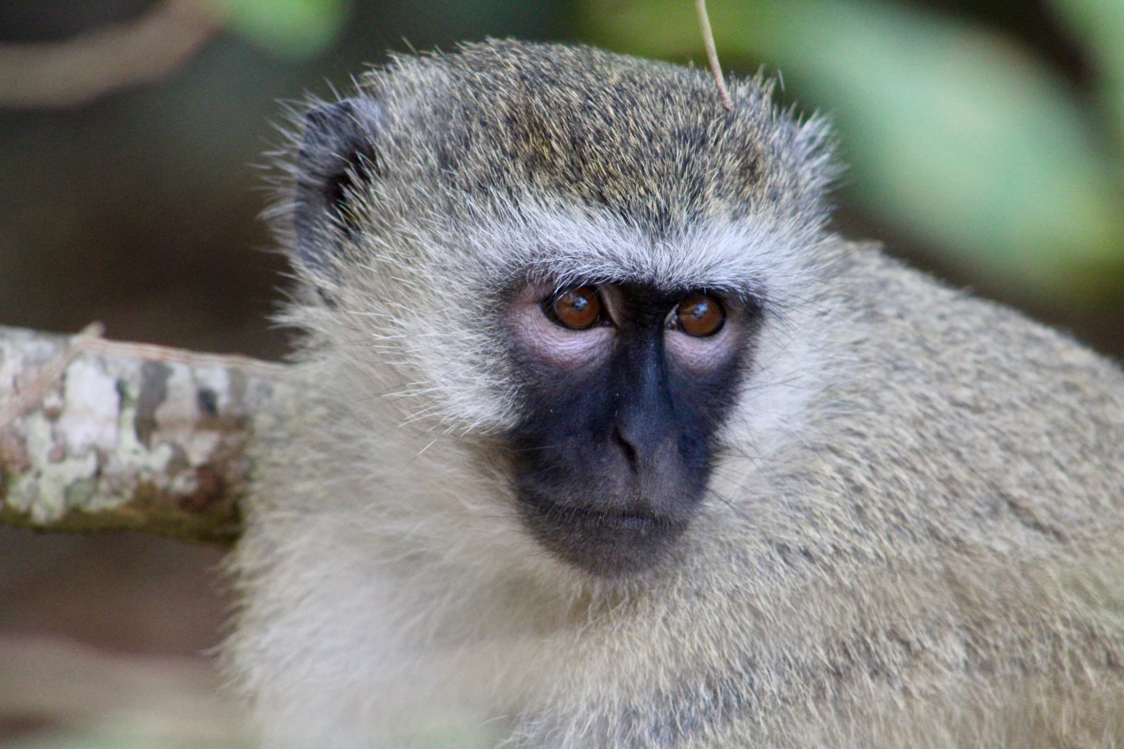 Vervet monkey portrait, close-up