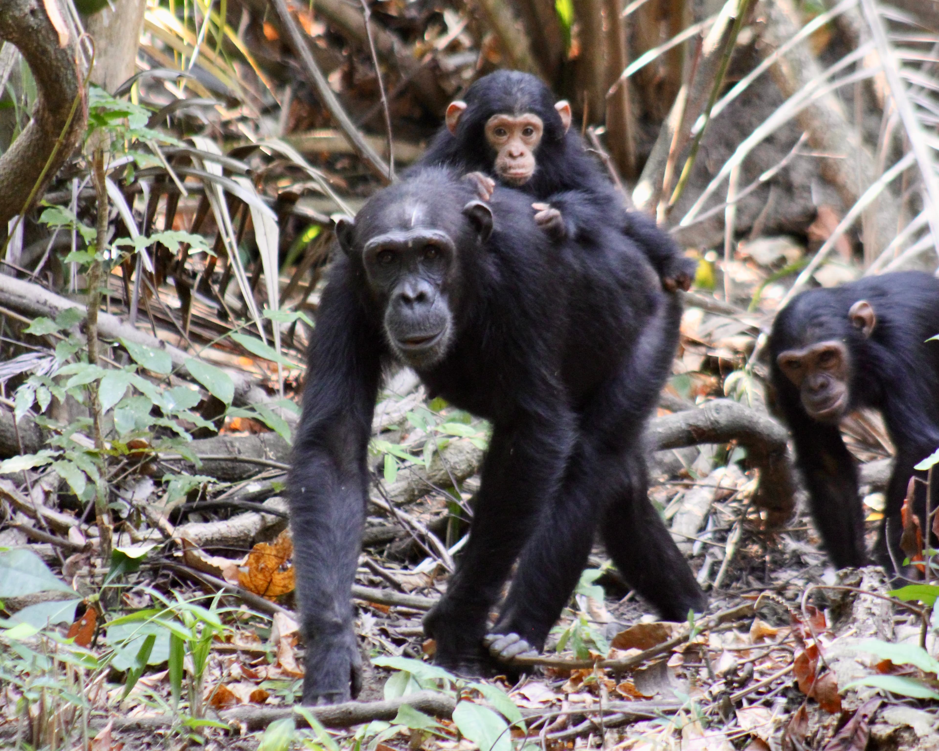 Chimpanzee mother carrying baby on her back through the forest