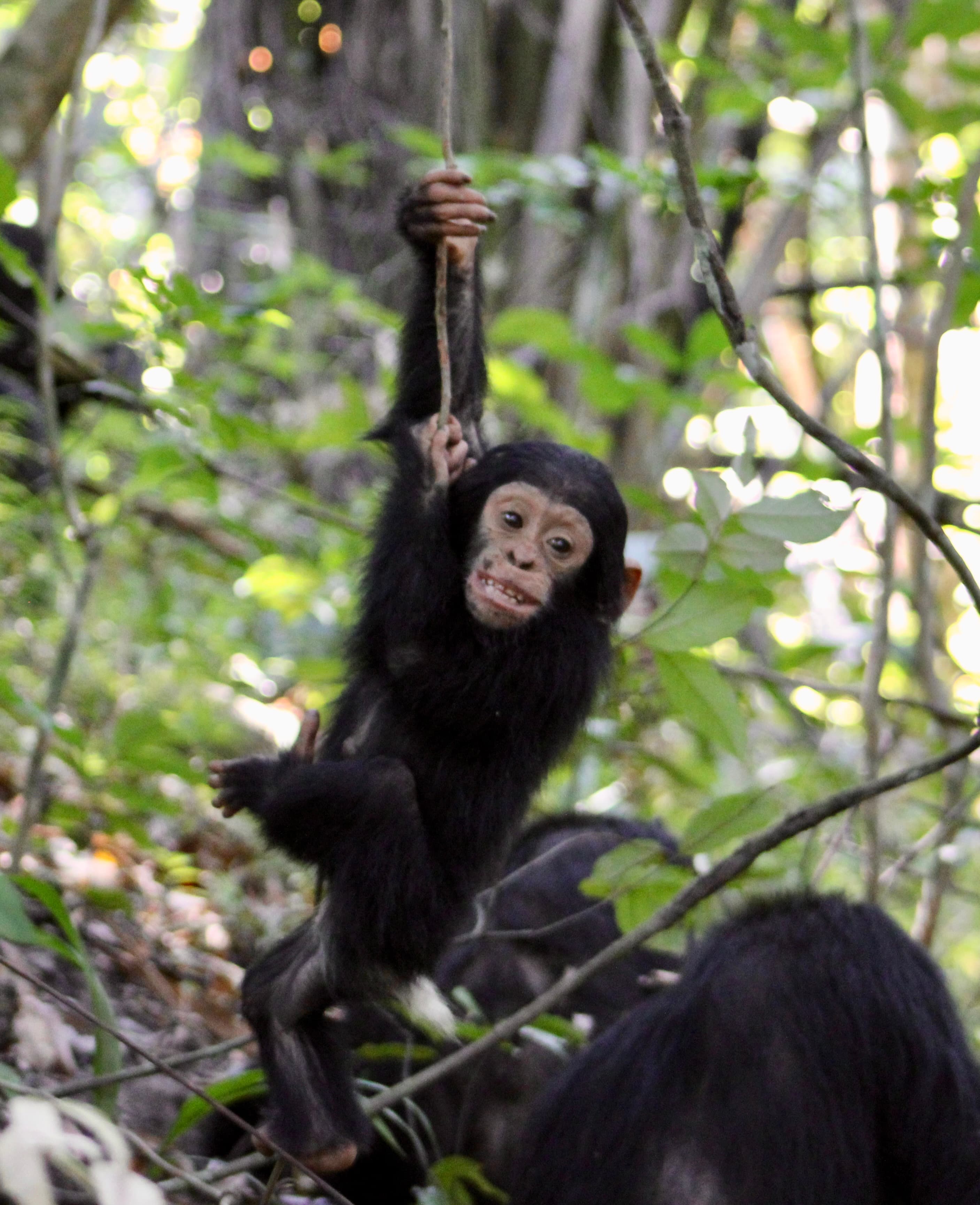 Baby chimpanzee swinging on a branch in the forest