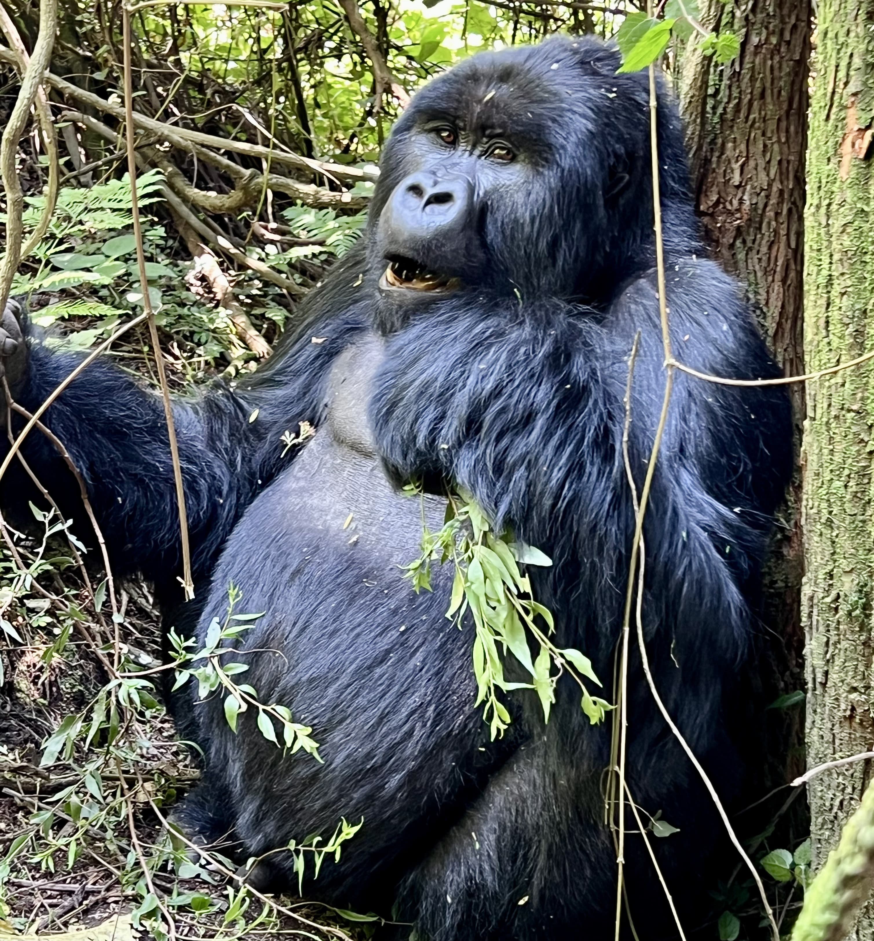 Silverback mountain gorilla standing against a tree in the Rwanda forest