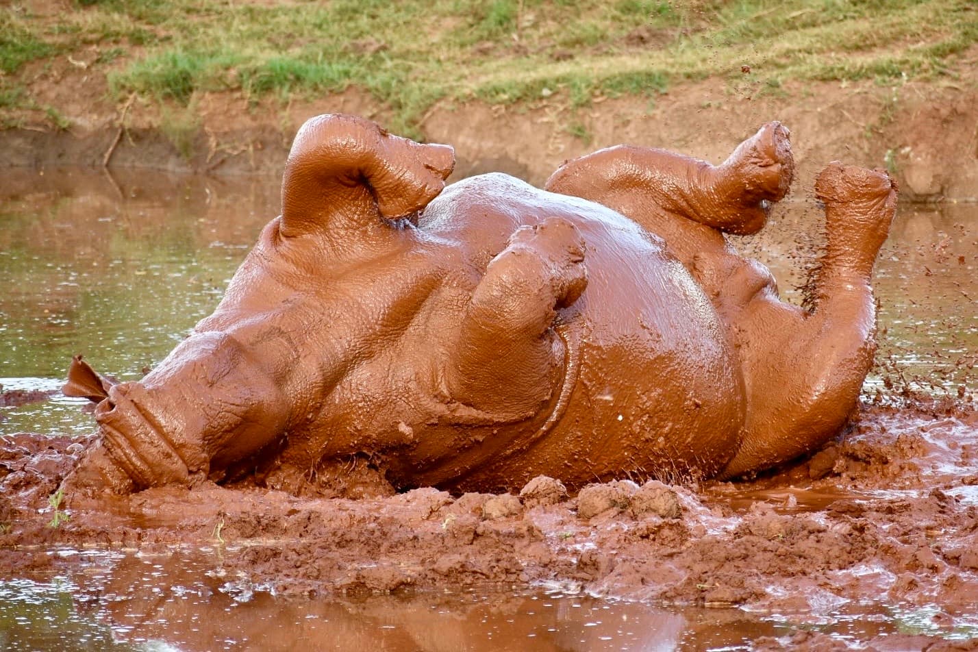 Rhino rolling and wallowing in a mud pool