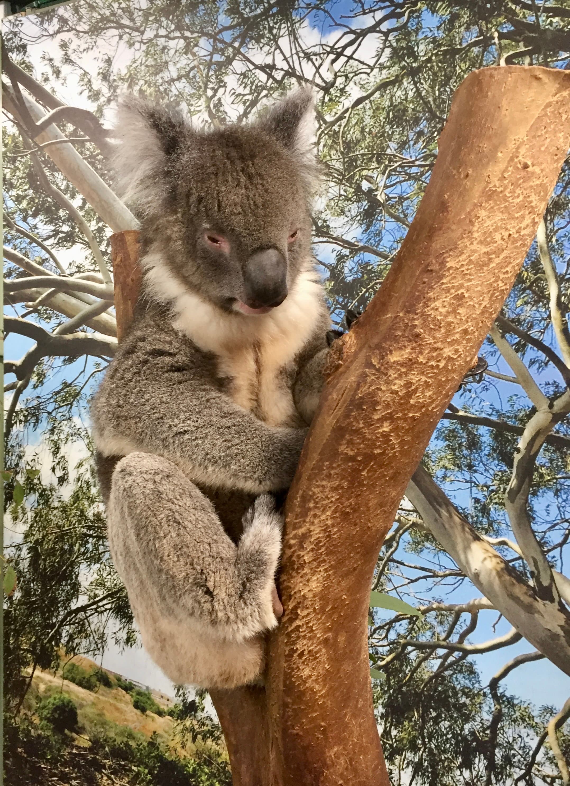 Koala clinging to a eucalyptus tree, Australia